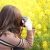 50代のための季節のデート情報 4月 「春デートで菜の花畑へおでかけしよう」