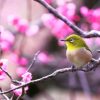 50代のための季節のデート情報 1月 「梅の花を見に行きませんか？」